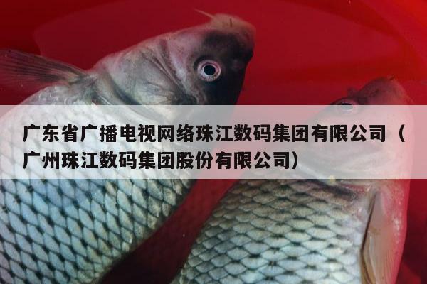 广东省广播电视网络珠江数码集团有限公司（广州珠江数码集团股份有限公司）