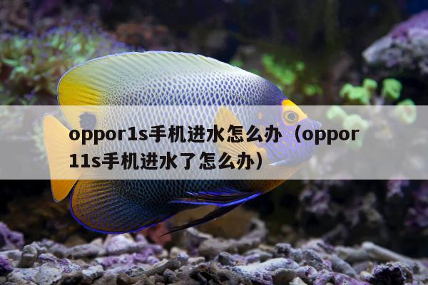 oppor1s手机进水怎么办（oppor11s手机进水了怎么办）