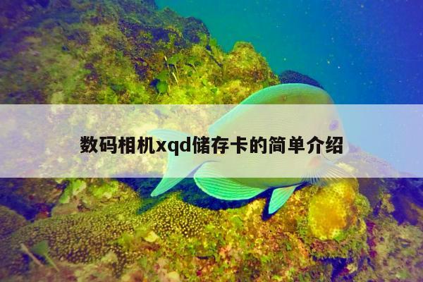 数码相机xqd储存卡的简单介绍