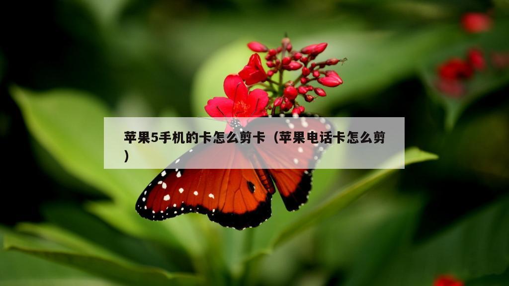 苹果5手机的卡怎么剪卡（苹果电话卡怎么剪）