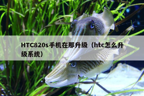 HTC820s手机在那升级（htc怎么升级系统）