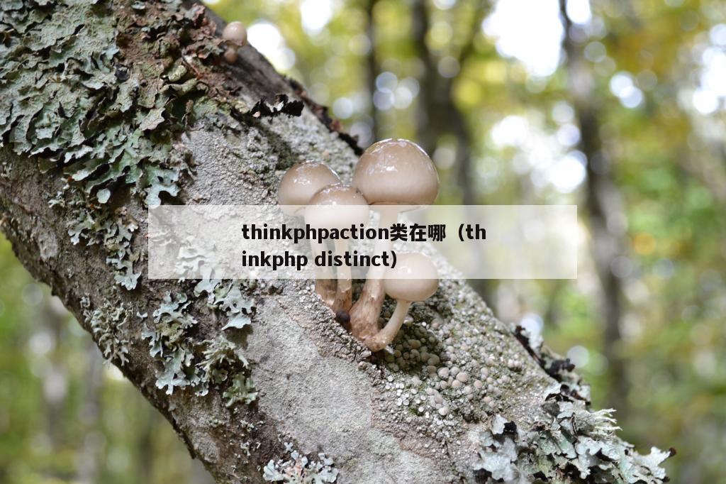 thinkphpaction类在哪（thinkphp distinct）