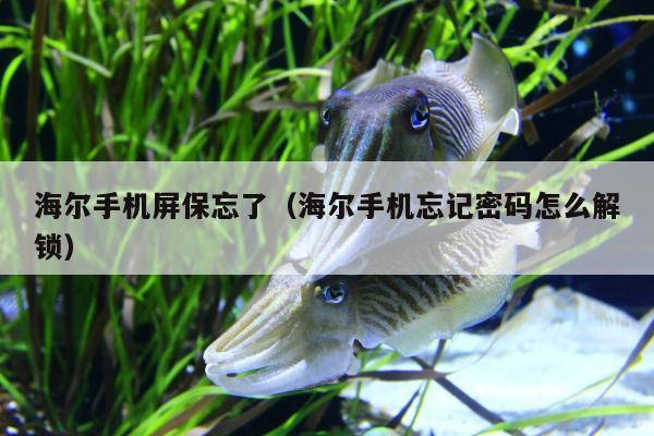 海尔手机屏保忘了（海尔手机忘记密码怎么解锁）