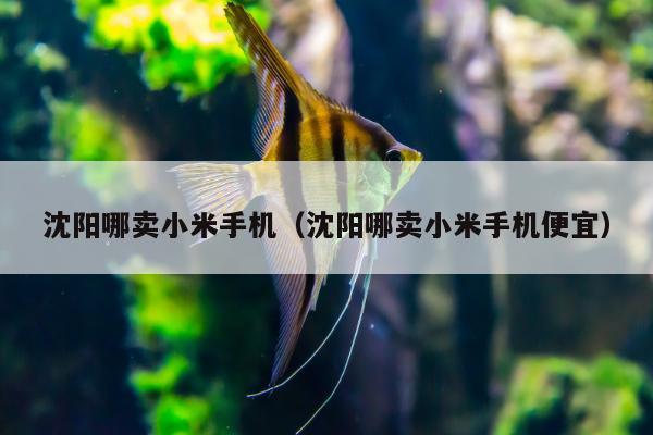 沈阳哪卖小米手机（沈阳哪卖小米手机便宜）