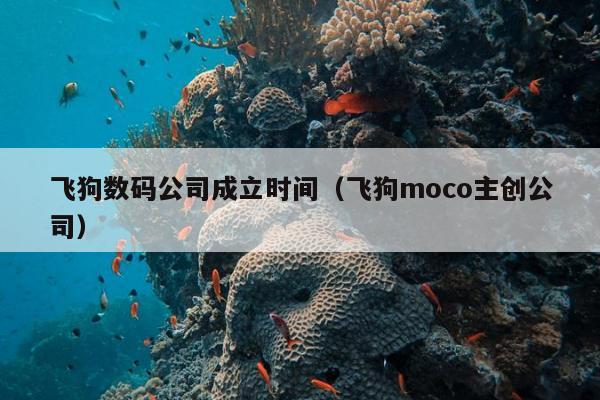 飞狗数码公司成立时间（飞狗moco主创公司）