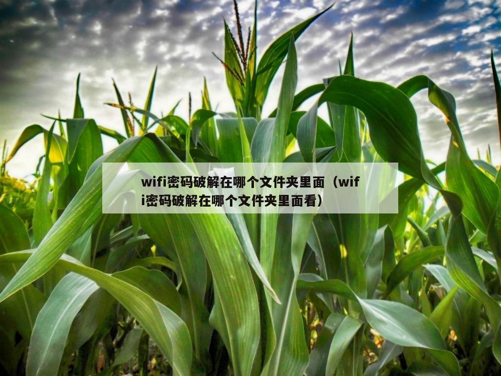 wifi密码破解在哪个文件夹里面（wifi密码破解在哪个文件夹里面看）