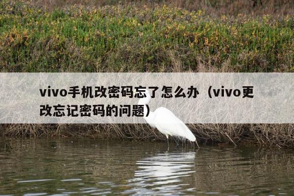 vivo手机改密码忘了怎么办（vivo更改忘记密码的问题）