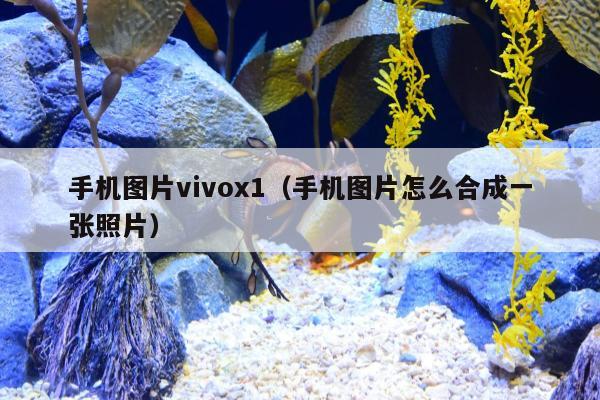 手机图片vivox1（手机图片怎么合成一张照片）