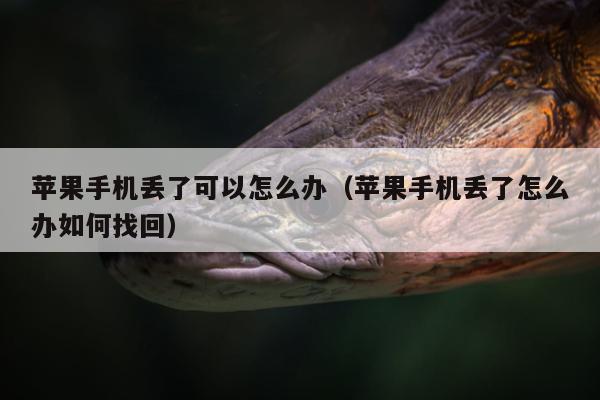 苹果手机丢了可以怎么办（苹果手机丢了怎么办如何找回）