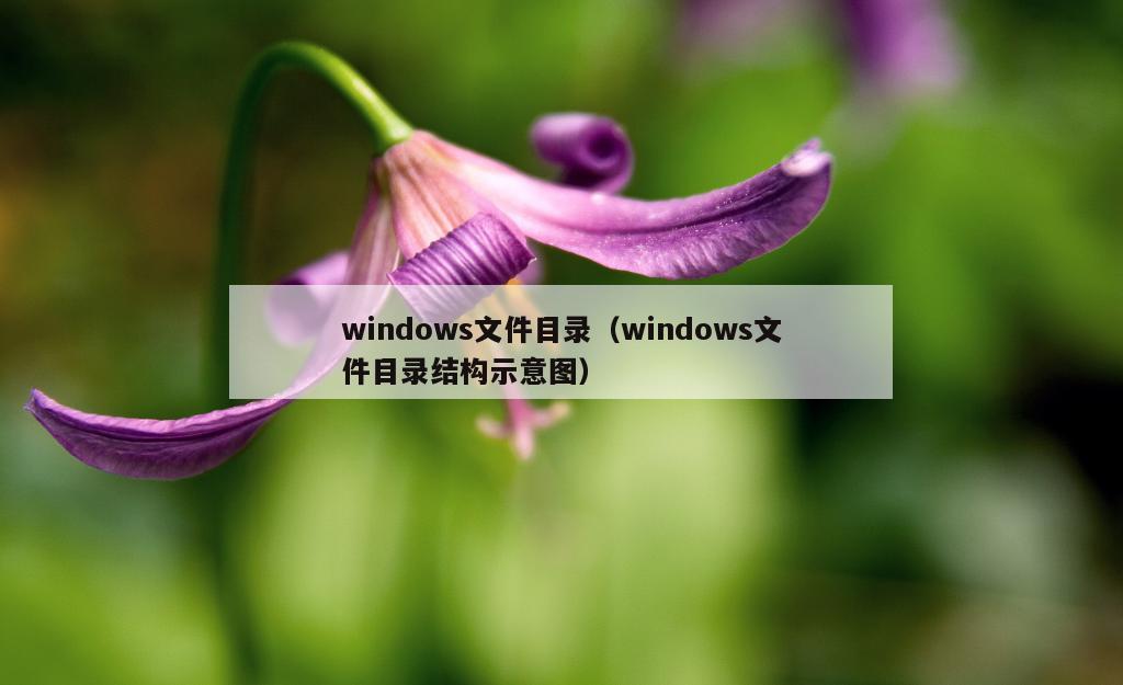 windows文件目录（windows文件目录结构示意图）