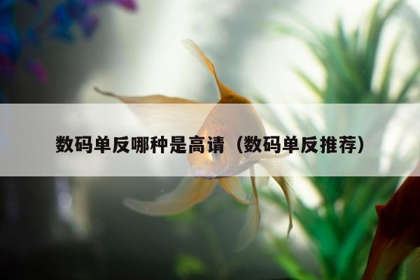 数码单反哪种是高请（数码单反推荐）