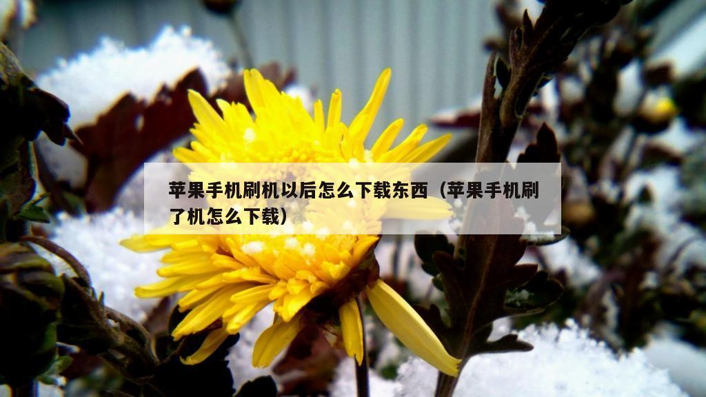 苹果手机刷机以后怎么下载东西（苹果手机刷了机怎么下载）