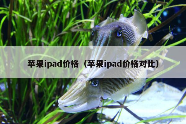 苹果ipad价格（苹果ipad价格对比）