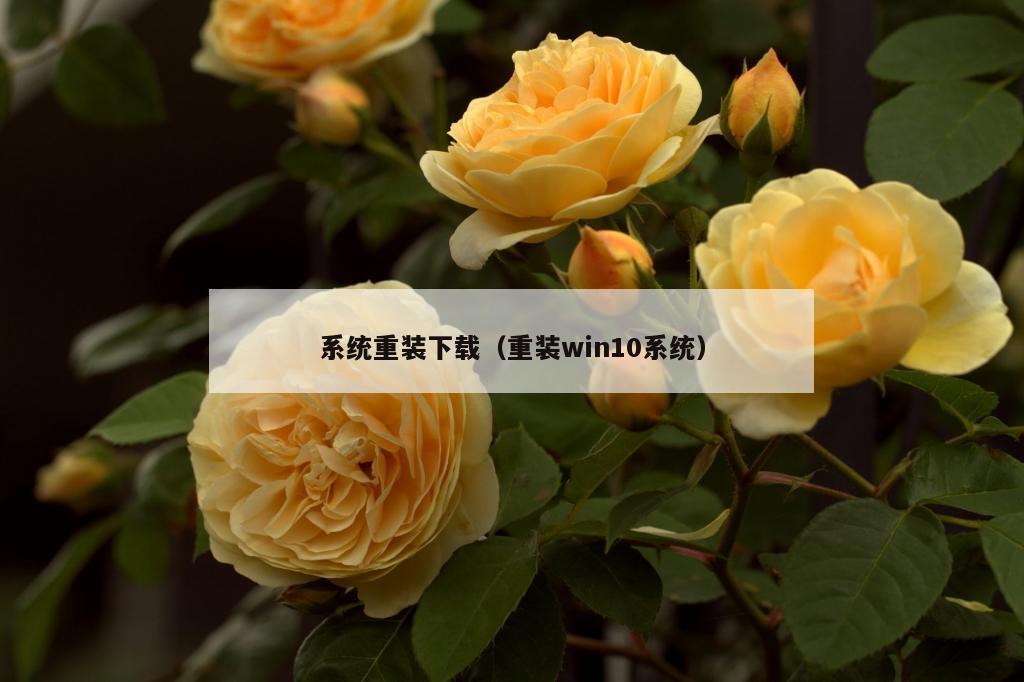 系统重装下载（重装win10系统）