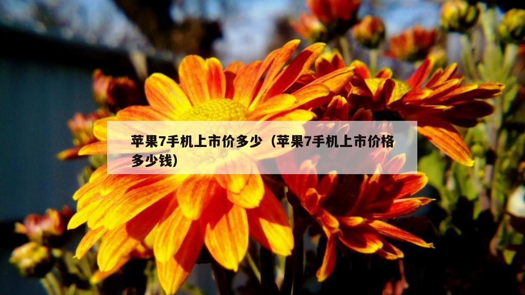 苹果7手机上市价多少（苹果7手机上市价格多少钱）