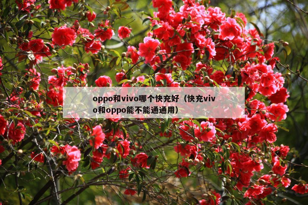 oppo和vivo哪个快充好（快充vivo和oppo能不能通通用）