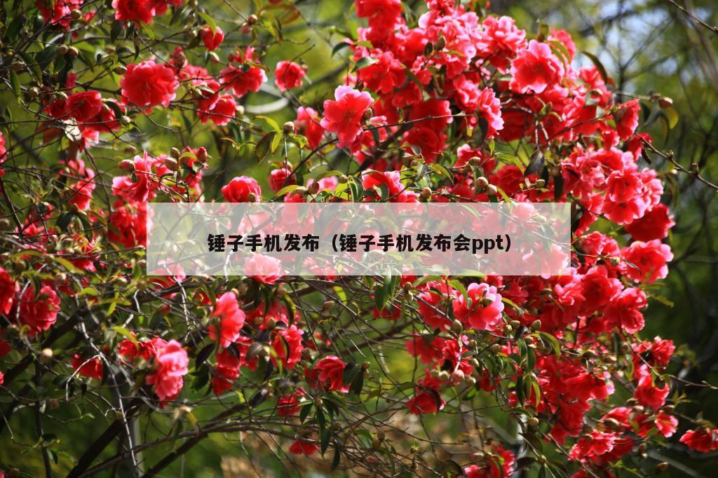 锤子手机发布（锤子手机发布会ppt）