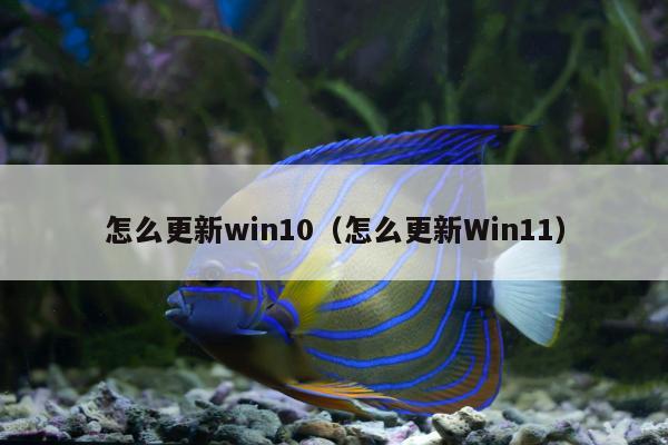 怎么更新win10（怎么更新Win11）