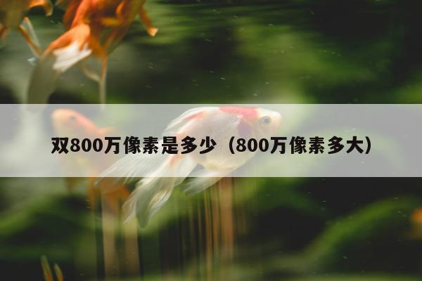 双800万像素是多少（800万像素多大）