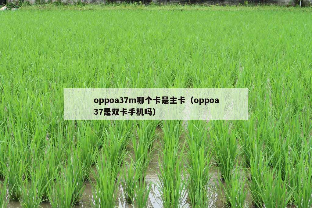 oppoa37m哪个卡是主卡（oppoa37是双卡手机吗）