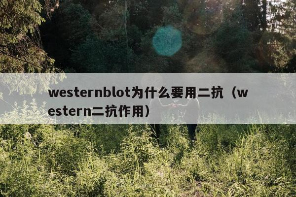 westernblot为什么要用二抗（western二抗作用）