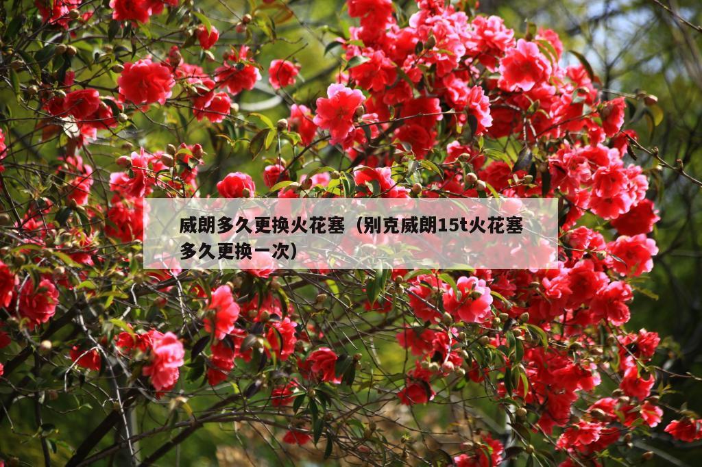 威朗多久更换火花塞（别克威朗15t火花塞多久更换一次）