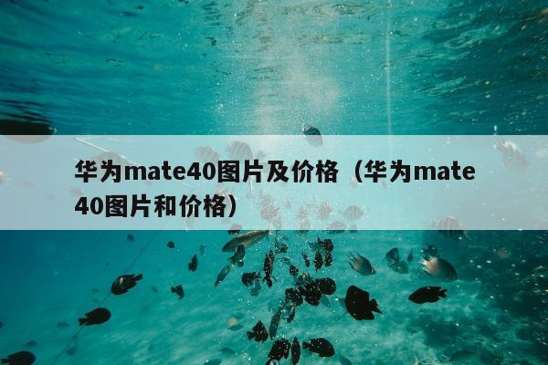 华为mate40图片及价格（华为mate40图片和价格）