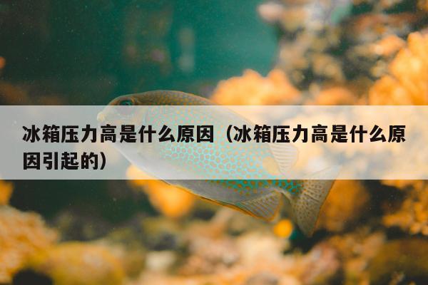 冰箱压力高是什么原因（冰箱压力高是什么原因引起的）