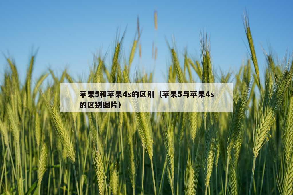 苹果5和苹果4s的区别（苹果5与苹果4s的区别图片）