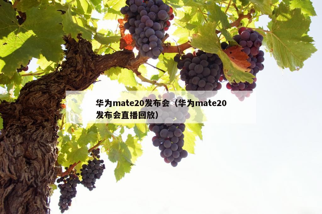 华为mate20发布会（华为mate20发布会直播回放）