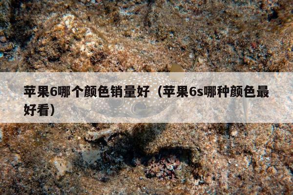 苹果6哪个颜色销量好（苹果6s哪种颜色最好看）