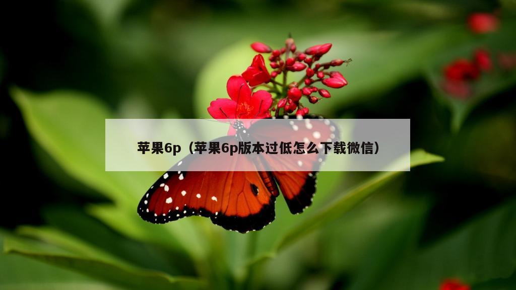 苹果6p（苹果6p版本过低怎么下载微信）