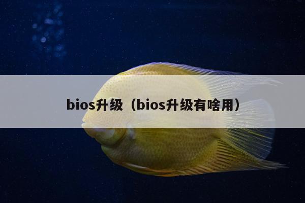 bios升级（bios升级有啥用）