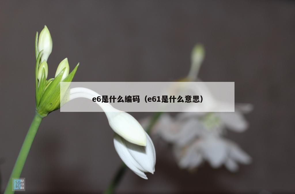 e6是什么编码（e61是什么意思）