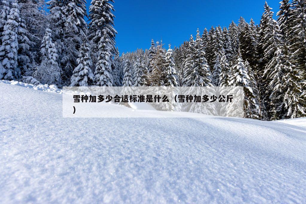 雪种加多少合适标准是什么（雪种加多少公斤）