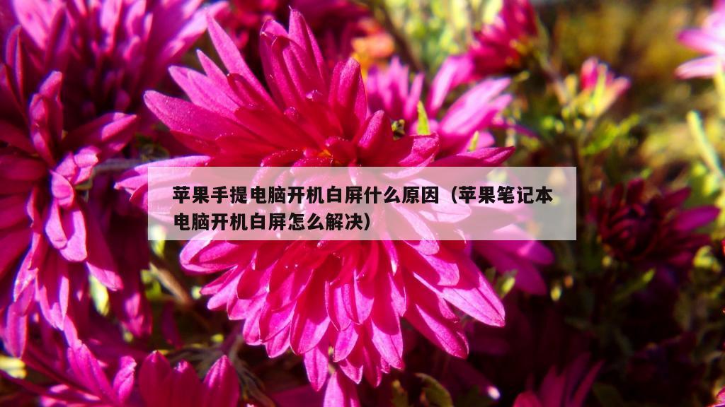 苹果手提电脑开机白屏什么原因（苹果笔记本电脑开机白屏怎么解决）