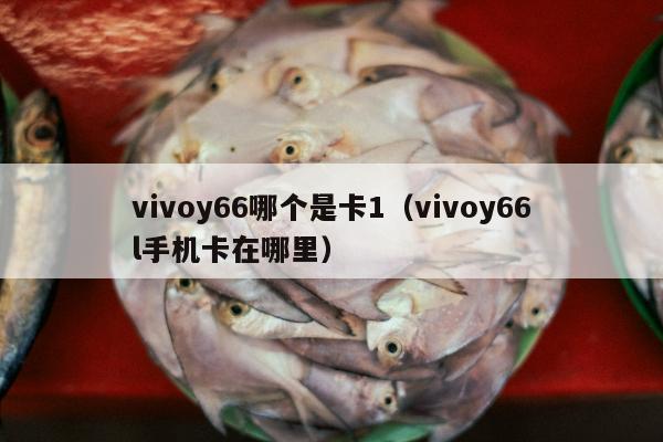 vivoy66哪个是卡1（vivoy66l手机卡在哪里）