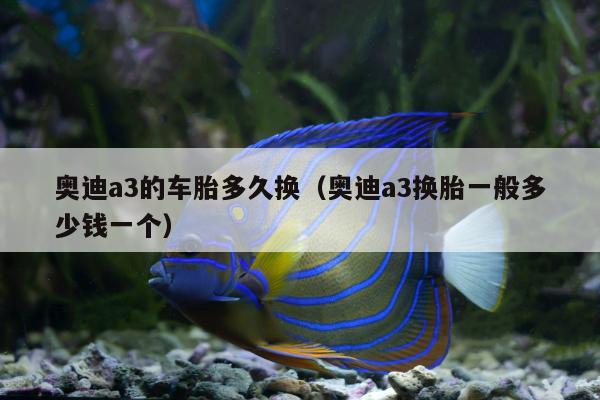 奥迪a3的车胎多久换（奥迪a3换胎一般多少钱一个）