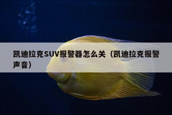 凯迪拉克SUV报警器怎么关（凯迪拉克报警声音）