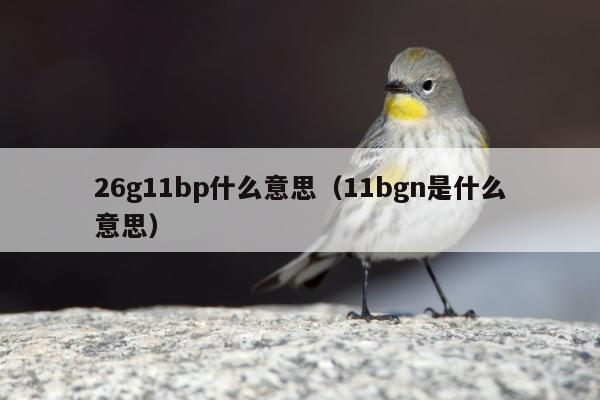 26g11bp什么意思（11bgn是什么意思）