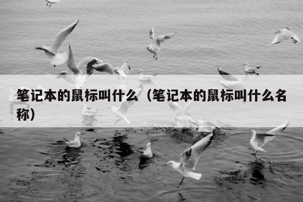 笔记本的鼠标叫什么（笔记本的鼠标叫什么名称）