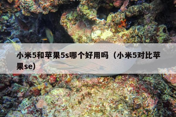 小米5和苹果5s哪个好用吗（小米5对比苹果se）