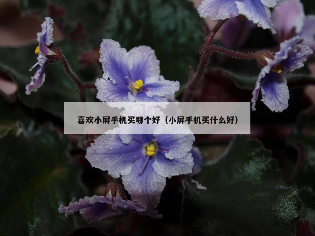 喜欢小屏手机买哪个好（小屏手机买什么好）