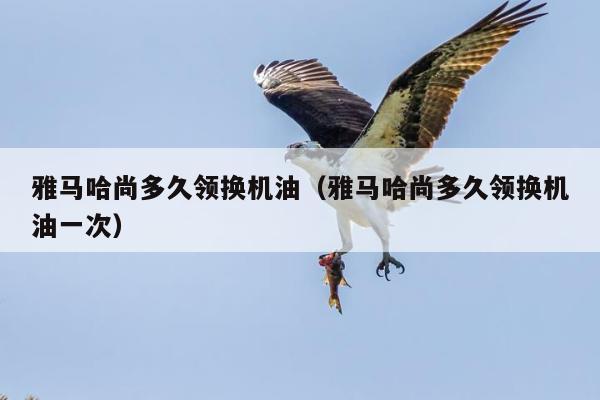 雅马哈尚多久领换机油（雅马哈尚多久领换机油一次）