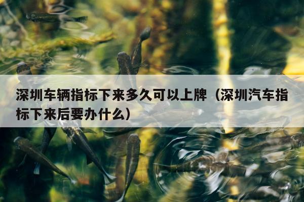 深圳车辆指标下来多久可以上牌（深圳汽车指标下来后要办什么）