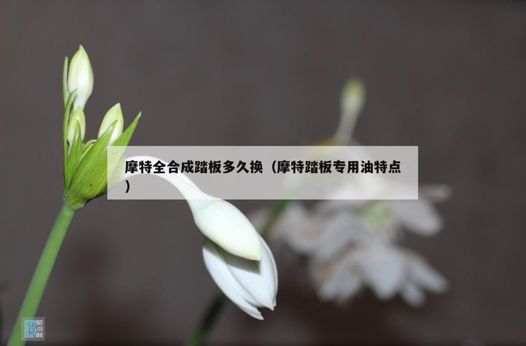 摩特全合成踏板多久换（摩特踏板专用油特点）