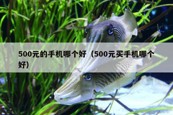 500元的手机哪个好（500元买手机哪个好）