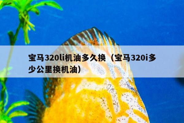 宝马320li机油多久换（宝马320i多少公里换机油）