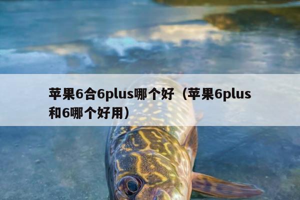 苹果6合6plus哪个好（苹果6plus和6哪个好用）