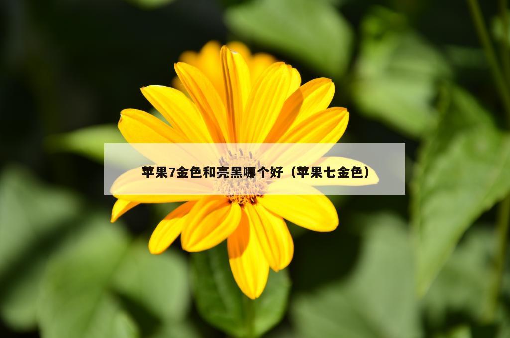 苹果7金色和亮黑哪个好（苹果七金色）